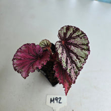 Load image into Gallery viewer, #M92 Begonia Unknown
