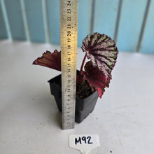 Load image into Gallery viewer, #M92 Begonia Unknown