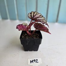 Load image into Gallery viewer, #M92 Begonia Unknown