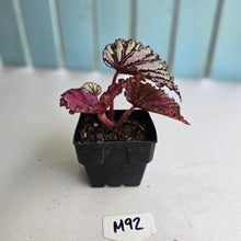 Load image into Gallery viewer, #M92 Begonia Unknown