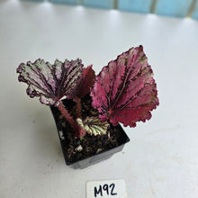 Load image into Gallery viewer, #M92 Begonia Unknown