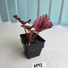 Load image into Gallery viewer, #M92 Begonia Unknown