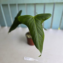 Load image into Gallery viewer, #P57 Anthurium Truncicola x Forgetii