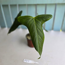 Load image into Gallery viewer, #P57 Anthurium Truncicola x Forgetii