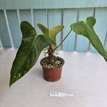Load image into Gallery viewer, #P57 Anthurium Truncicola x Forgetii