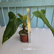 Load image into Gallery viewer, #P57 Anthurium Truncicola x Forgetii