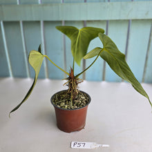 Load image into Gallery viewer, #P57 Anthurium Truncicola x Forgetii