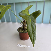 Load image into Gallery viewer, #P57 Anthurium Truncicola x Forgetii