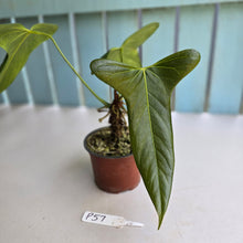 Load image into Gallery viewer, #P57 Anthurium Truncicola x Forgetii
