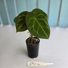 Load image into Gallery viewer, #J743 Anthurium Forgetii x