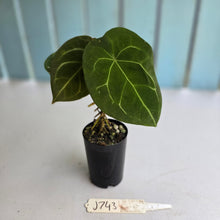 Load image into Gallery viewer, #J743 Anthurium Forgetii x