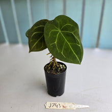 Load image into Gallery viewer, #J743 Anthurium Forgetii x