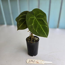 Load image into Gallery viewer, #J743 Anthurium Forgetii x