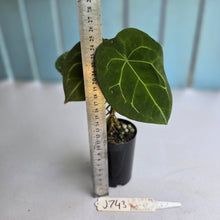 Load image into Gallery viewer, #J743 Anthurium Forgetii x