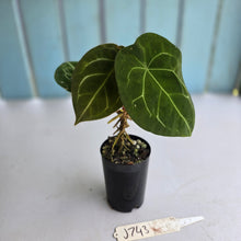 Load image into Gallery viewer, #J743 Anthurium Forgetii x