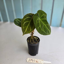 Load image into Gallery viewer, #J743 Anthurium Forgetii x