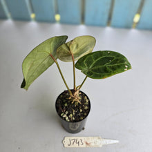 Load image into Gallery viewer, #J743 Anthurium Forgetii x
