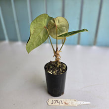 Load image into Gallery viewer, #J743 Anthurium Forgetii x