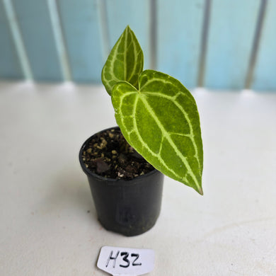 #H32 Anthurium Crystallinum x