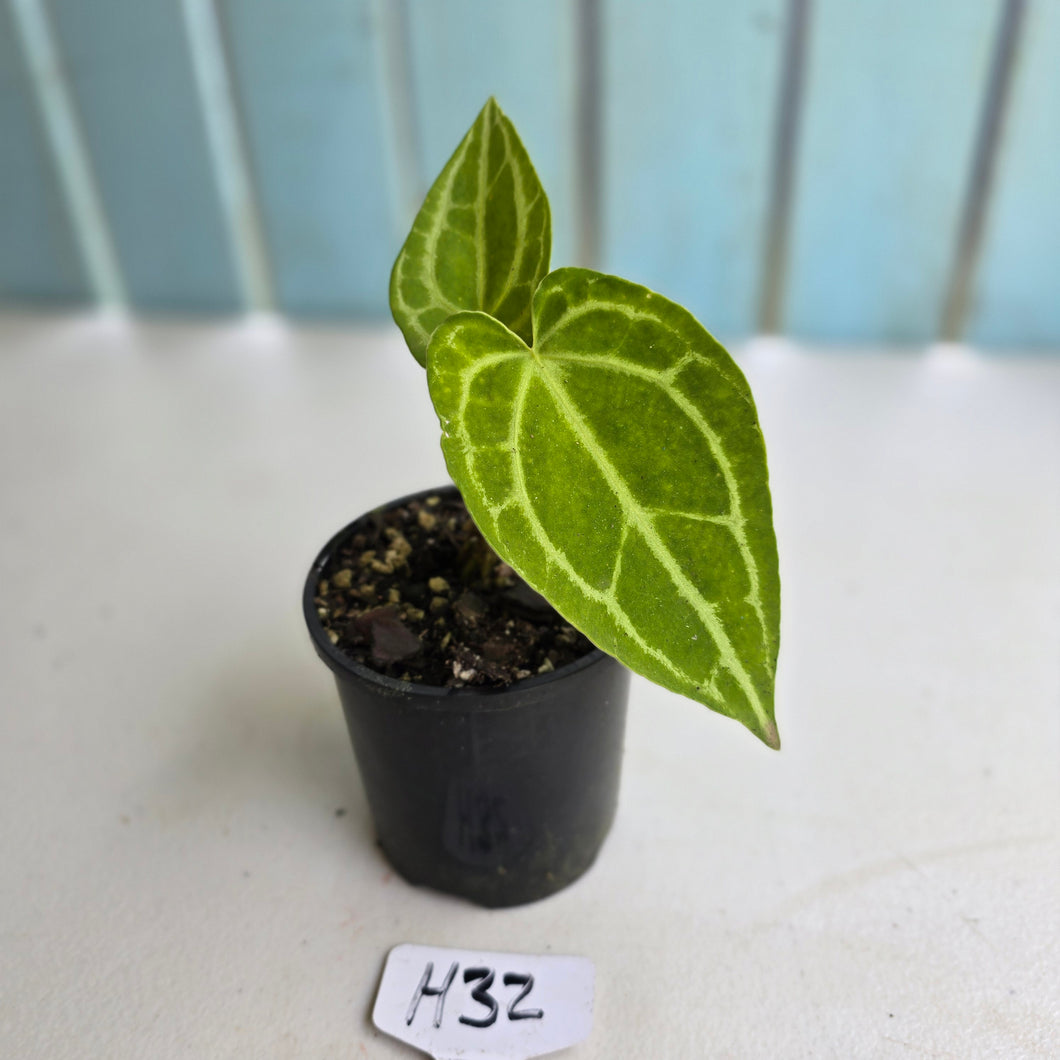 #H32 Anthurium Crystallinum x