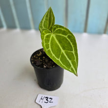 Load image into Gallery viewer, #H32 Anthurium Crystallinum x