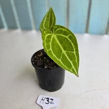 Load image into Gallery viewer, #H32 Anthurium Crystallinum x