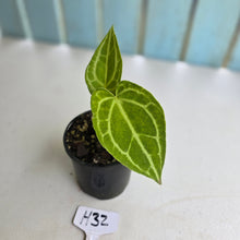 Load image into Gallery viewer, #H32 Anthurium Crystallinum x