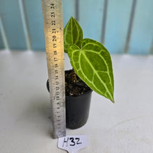 Load image into Gallery viewer, #H32 Anthurium Crystallinum x