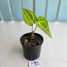 Load image into Gallery viewer, #H32 Anthurium Crystallinum x