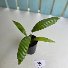 Load image into Gallery viewer, #78 Licuala Elegans