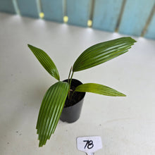 Load image into Gallery viewer, #78 Licuala Elegans