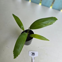 Load image into Gallery viewer, #78 Licuala Elegans