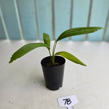 Load image into Gallery viewer, #78 Licuala Elegans