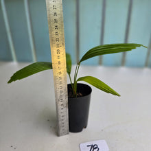 Load image into Gallery viewer, #78 Licuala Elegans