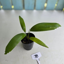 Load image into Gallery viewer, #78 Licuala Elegans