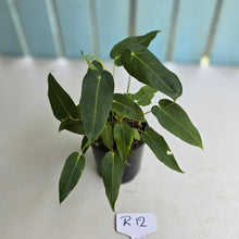 Load image into Gallery viewer, #R12 Two x Headed Anthurium Purple Mama