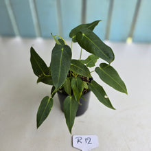 Load image into Gallery viewer, #R12 Two x Headed Anthurium Purple Mama