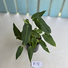 Load image into Gallery viewer, #R12 Two x Headed Anthurium Purple Mama