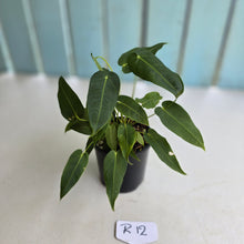 Load image into Gallery viewer, #R12 Two x Headed Anthurium Purple Mama