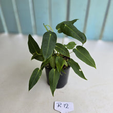 Load image into Gallery viewer, #R12 Two x Headed Anthurium Purple Mama