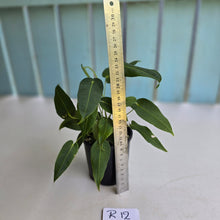 Load image into Gallery viewer, #R12 Two x Headed Anthurium Purple Mama