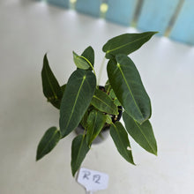 Load image into Gallery viewer, #R12 Two x Headed Anthurium Purple Mama