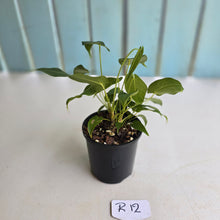 Load image into Gallery viewer, #R12 Two x Headed Anthurium Purple Mama