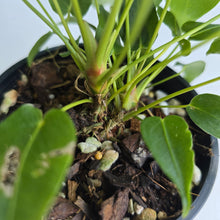 Load image into Gallery viewer, #R12 Two x Headed Anthurium Purple Mama