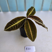 Load image into Gallery viewer, #R32 Labisia Brown Pink