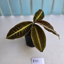 Load image into Gallery viewer, #R32 Labisia Brown Pink