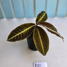 Load image into Gallery viewer, #R32 Labisia Brown Pink