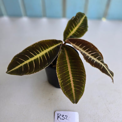 #R32 Labisia Brown Pink