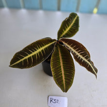 Load image into Gallery viewer, #R32 Labisia Brown Pink