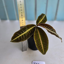 Load image into Gallery viewer, #R32 Labisia Brown Pink